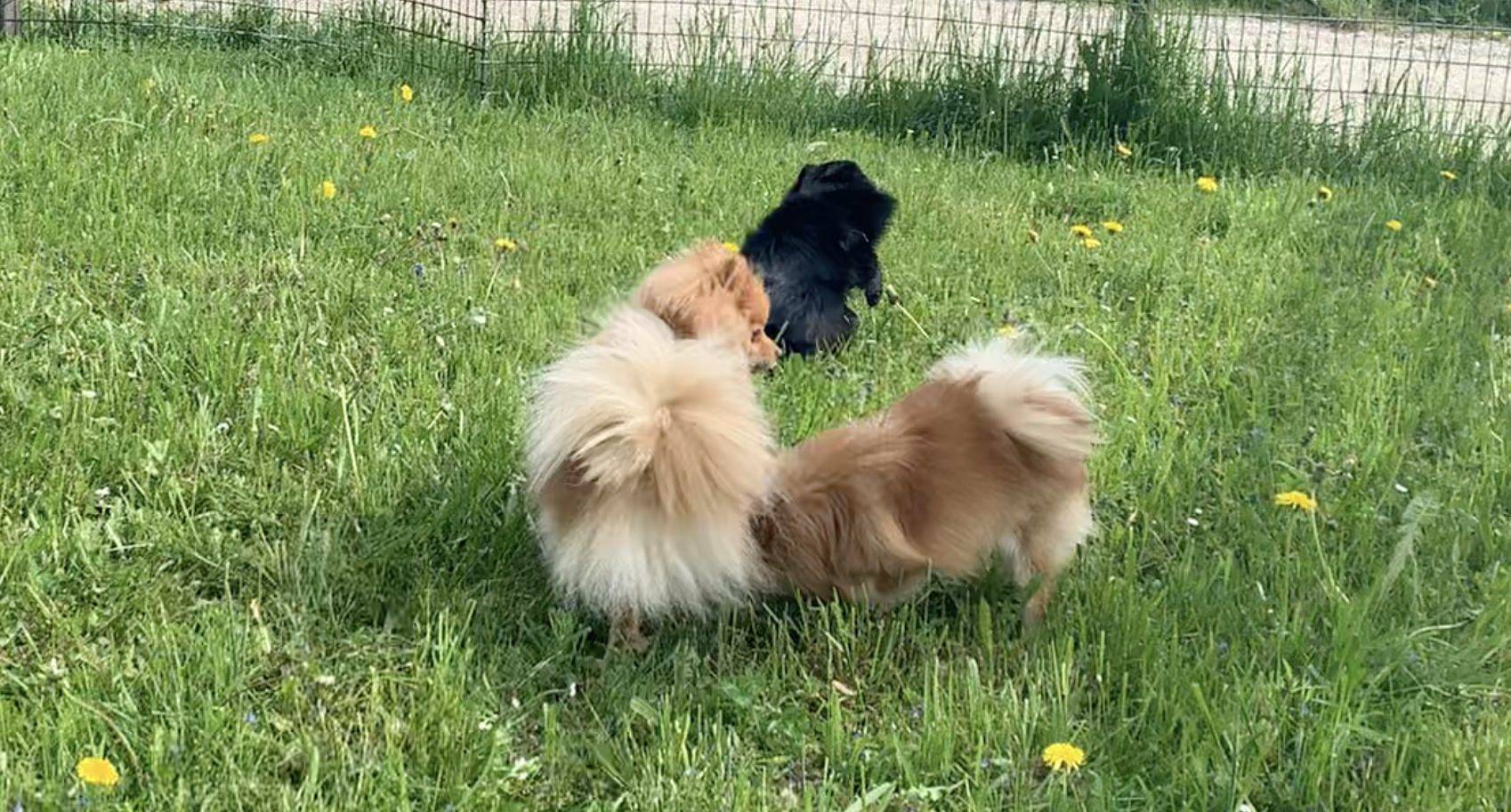 Spielen oder Flirten? Was eine Kastration mit deinem Rüden wirklich machen kann