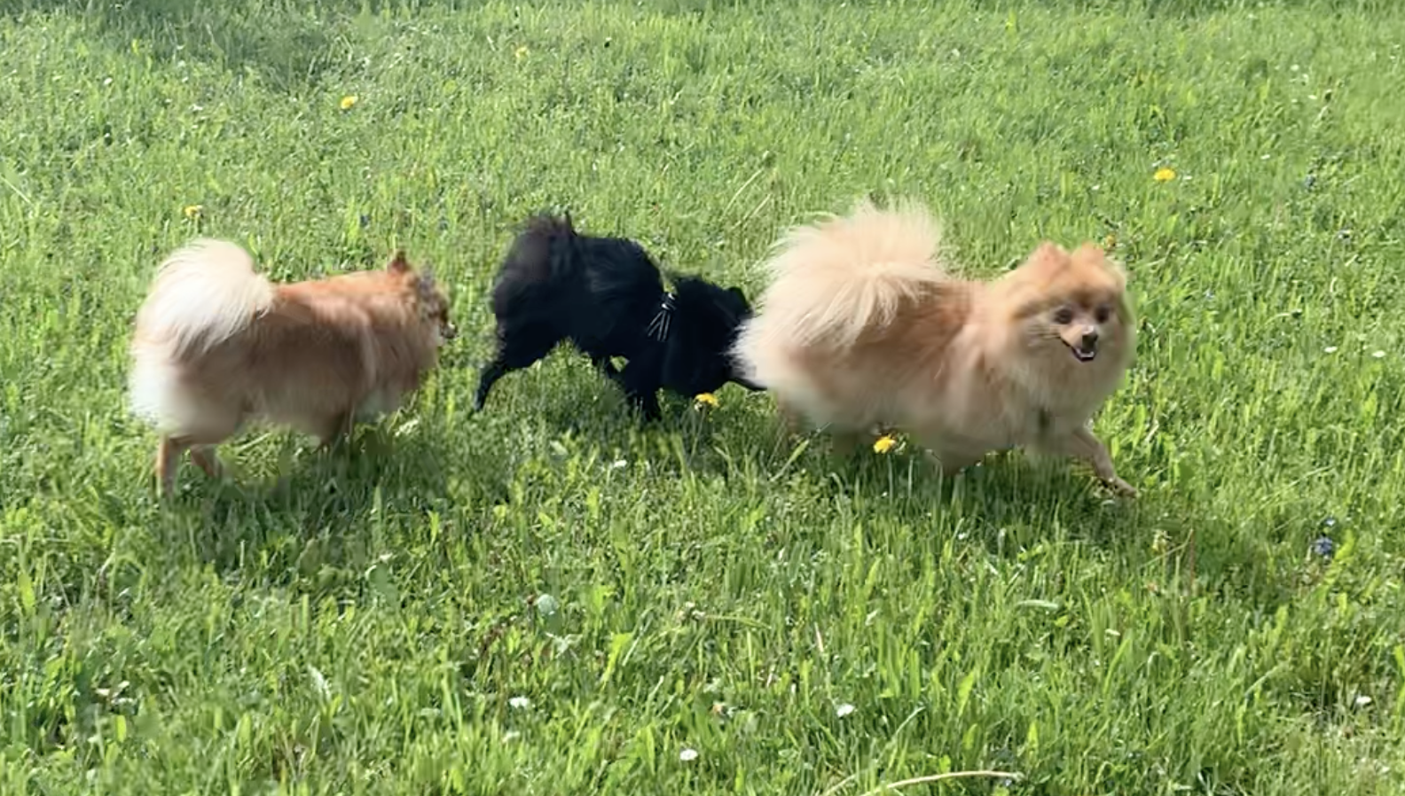 Wenn dein kastrierter Rüde plötzlich zum Mittelpunkt wird