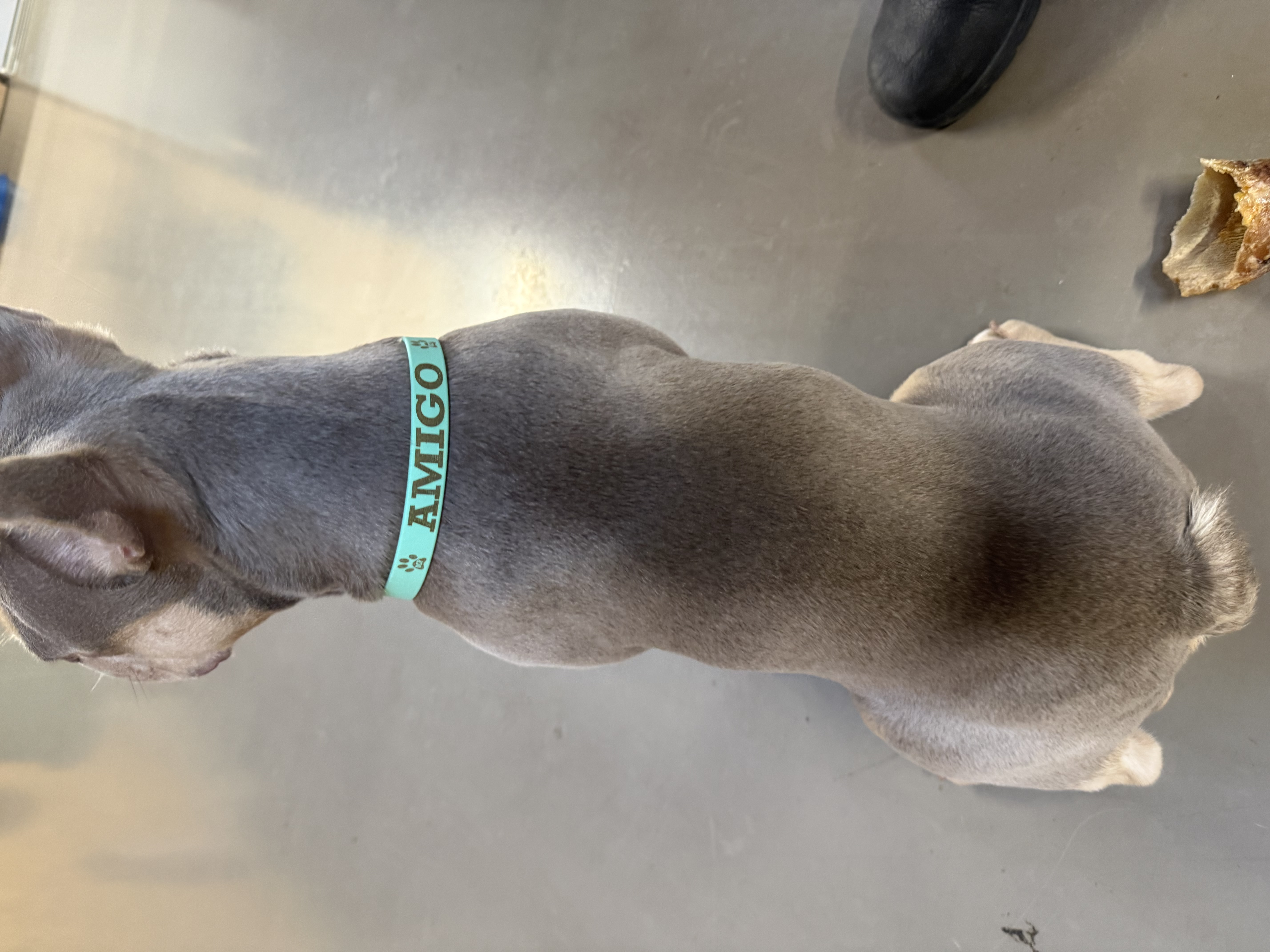 Halsband mit Lasergravur