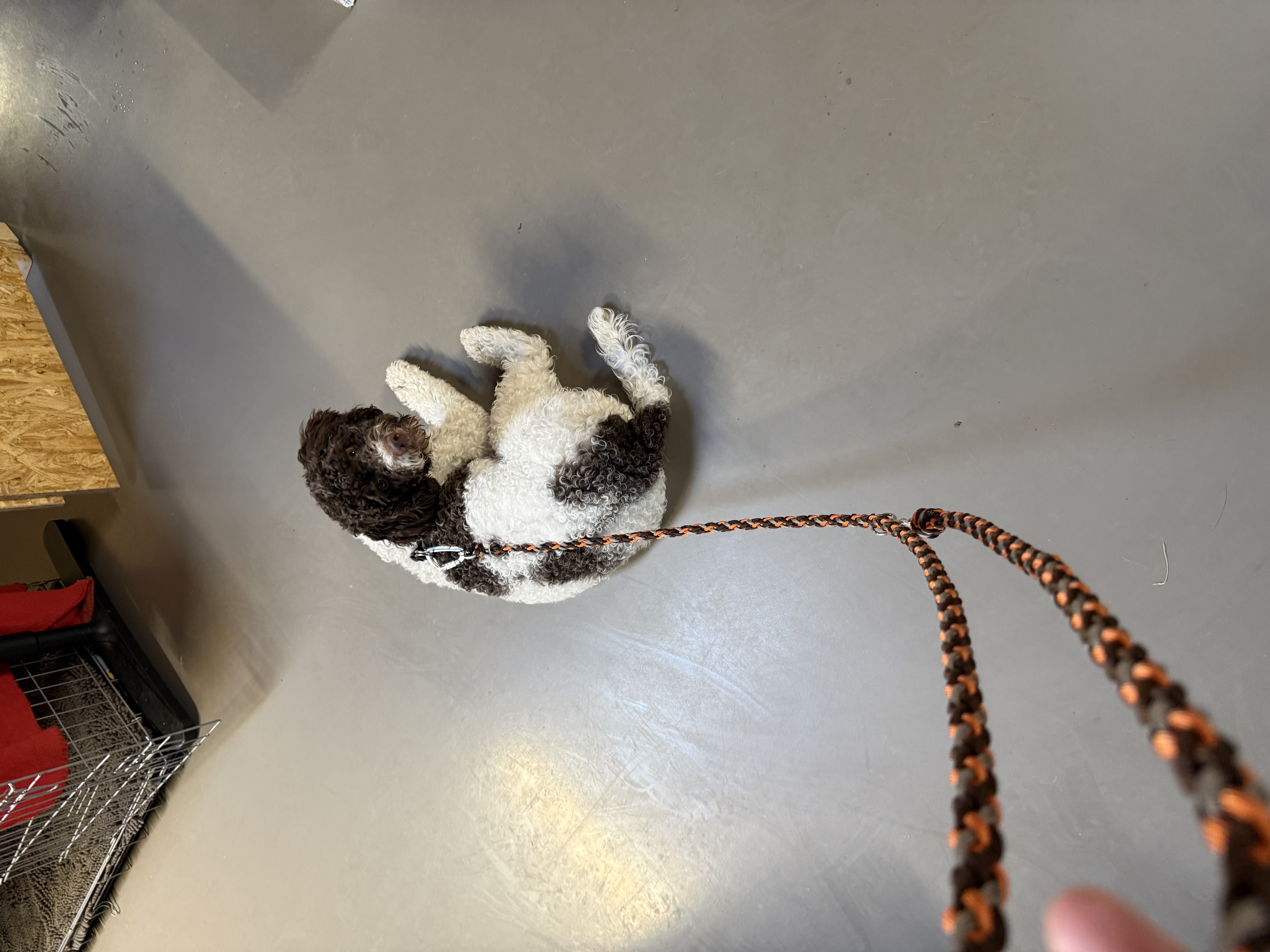 Hundeleine 2m – handgeflochten aus 8 Strängen