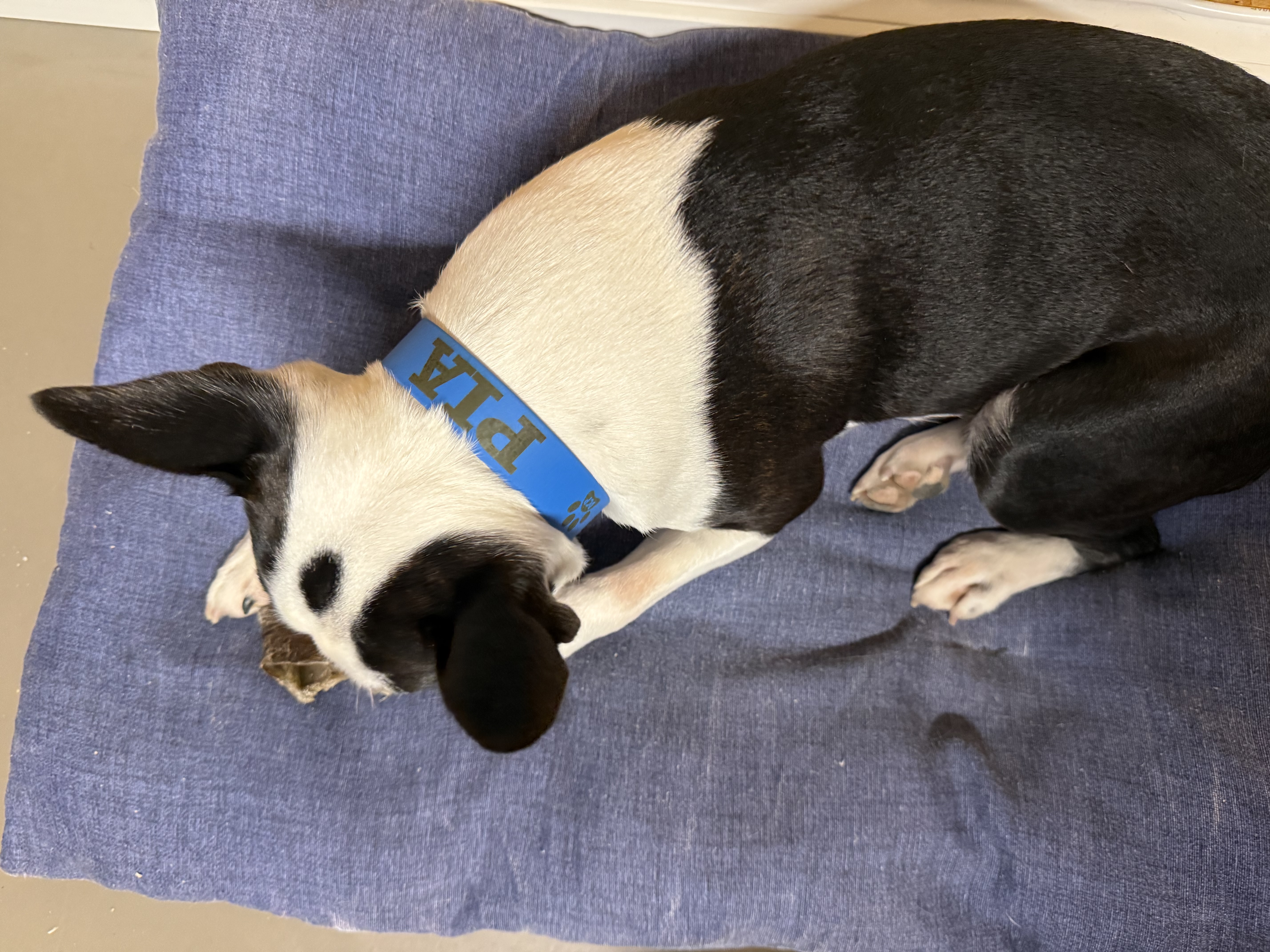 Halsband mit Lasergravur