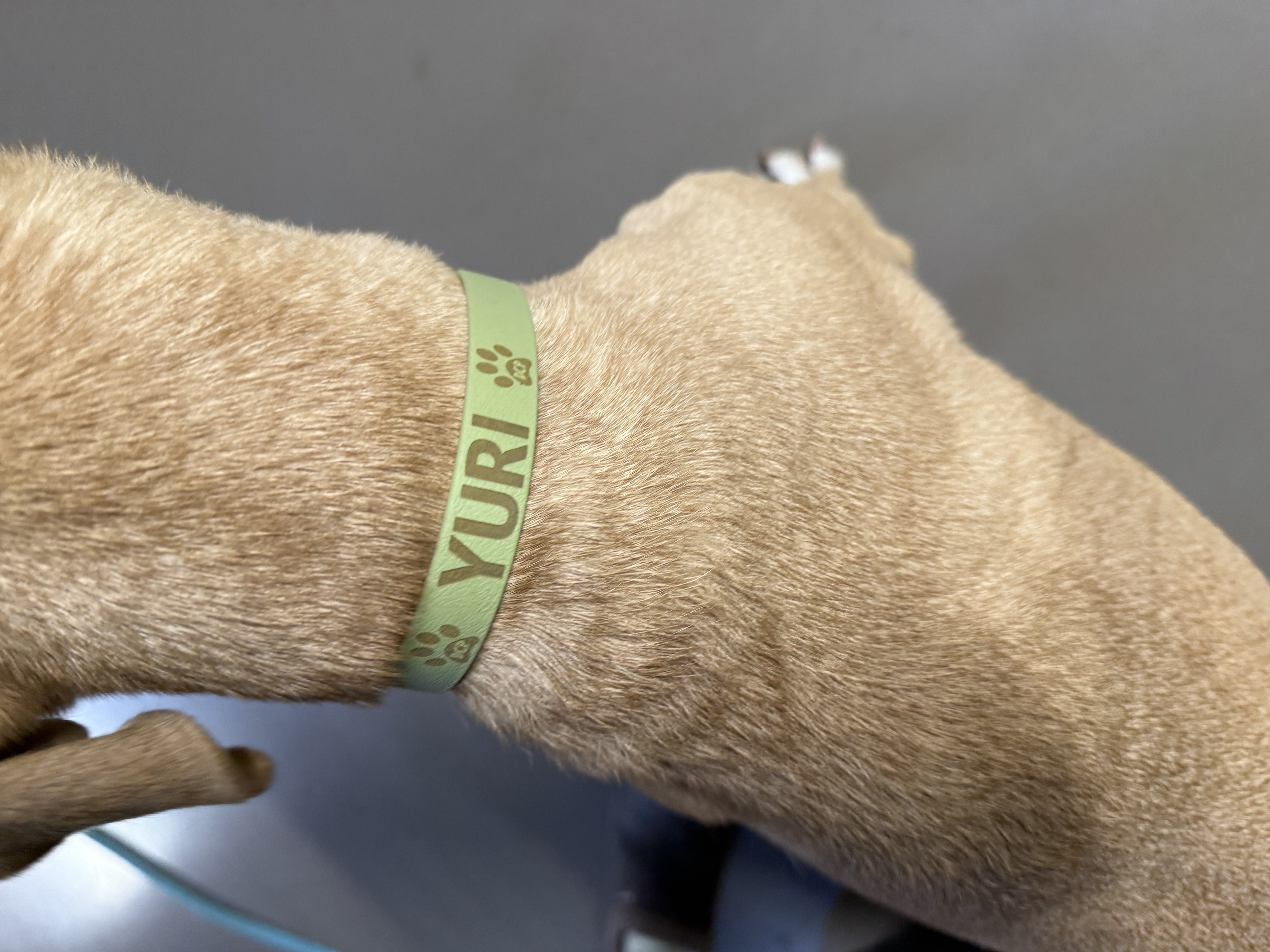 Halsband mit Lasergravur